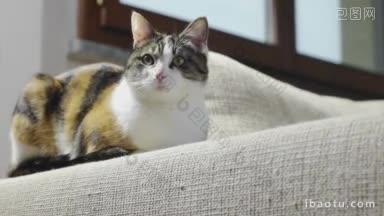 拍在沙发上放松的成年雌三色猫和爪子抓在织物上